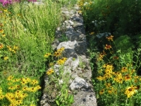 Wierzbica_29