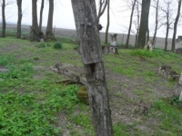 Wierzbica_069