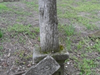 Wierzbica_090