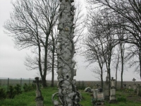 Wierzbica_034