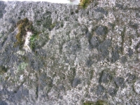 Wierzbica_160