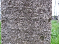 Wierzbica_166