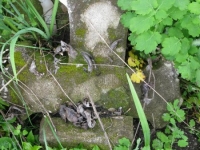 Wierzbica_281