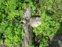 Wierzbica_586