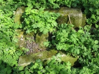 Wierzbica_623