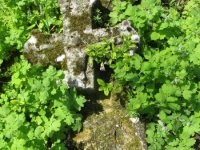 Wierzbica_633