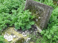 Wierzbica_646
