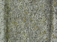 Wierzbica_664