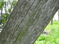 Wierzbica_680
