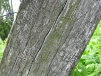 Wierzbica_681