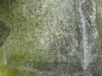 Wierzbica_718