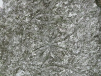 Wierzbica_760