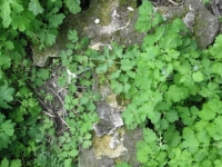 Wierzbica_798