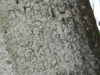 Wierzbica_343