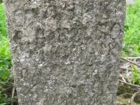 Wierzbica_349