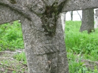 Wierzbica_351