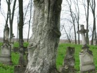 Wierzbica_370