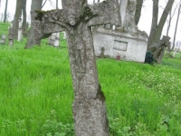 Wierzbica_393