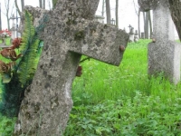 Wierzbica_396
