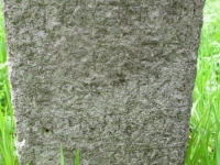 Wierzbica_413