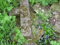 Wierzbica_426