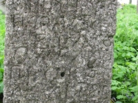 Wierzbica_434