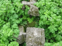 Wierzbica_439