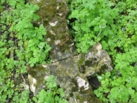 Wierzbica_466