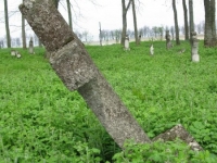 Wierzbica_472