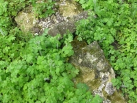 Wierzbica_487