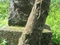 Wierzbica_527