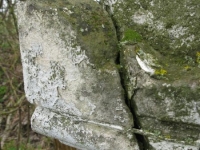 Wierzbica_009