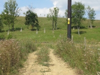 czystohorb_048