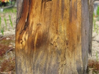 Kulno (174).jpg