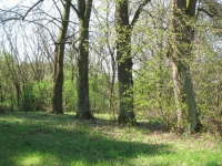 ChervonaVolia (2).jpg
