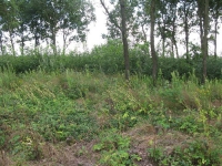 cholmshchyna_4369