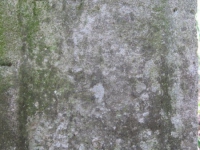 sukha_vola (175)