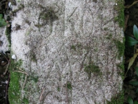 sukha_vola (354)
