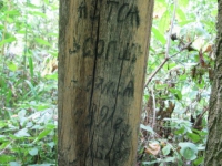 matche (196)