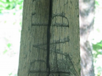 matche (305)