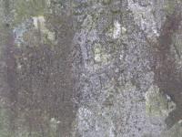 Perehrymka (142)