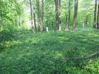 Malastiv (61)
