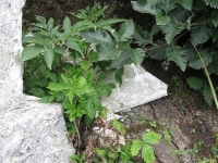 Mochnaczka_155