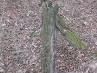 Heleniv (29)