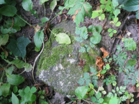 Mieniany-27