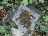 Mieniany-7