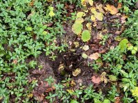 IMG_4807-Cisowa-11.10.2025-cmentarz