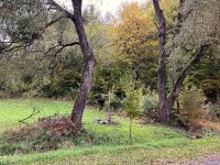 IMG_4828-Cisowa-KRZYZ-DRZEWA-11.10.2025