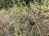 IMG_4879-Wojtkowa-cmentarz-12.10.2025