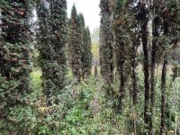 IMG_4884-Wojtkowa-cmentarz-12.10.2025